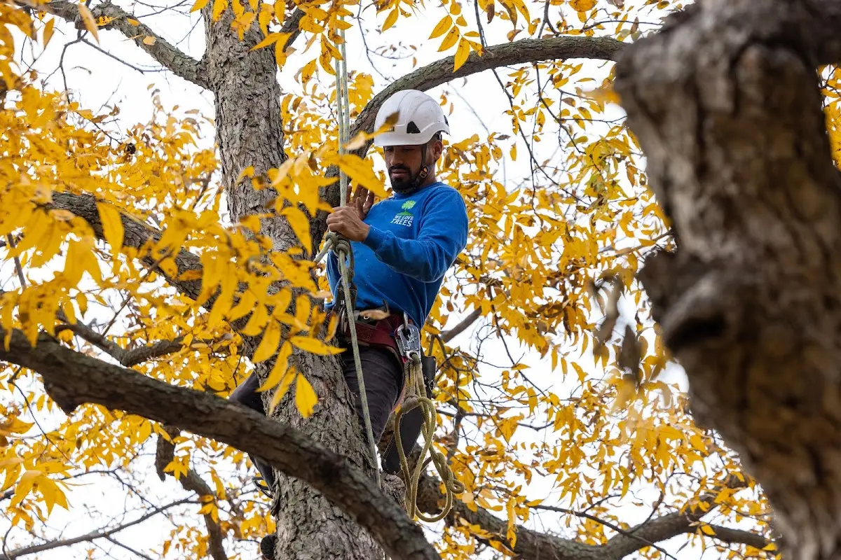 Skilled Tree Pruning crew working in Yorkville